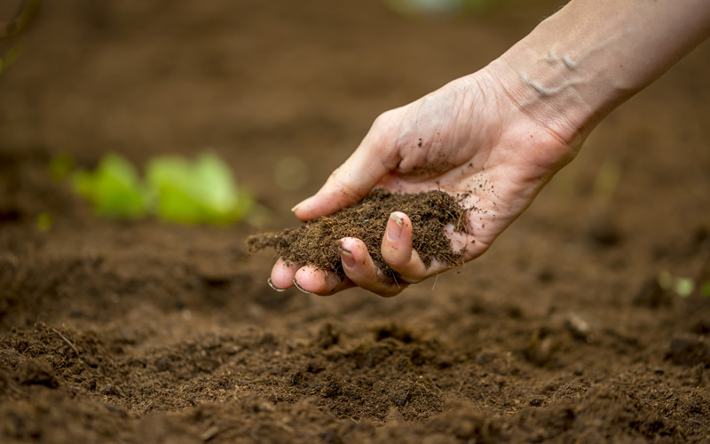 Compost Piles